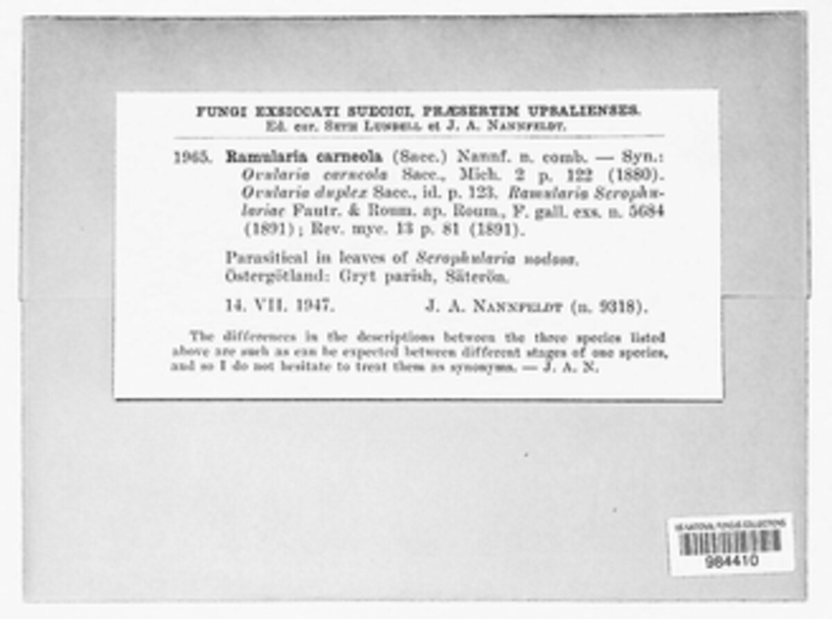 Ramularia carneola image